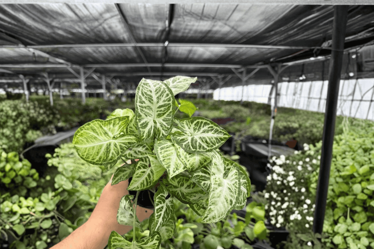 Syngonium Glo-Glo 2 Exact Live Plants – 4-Inch Pots – Syngonium podophyllum