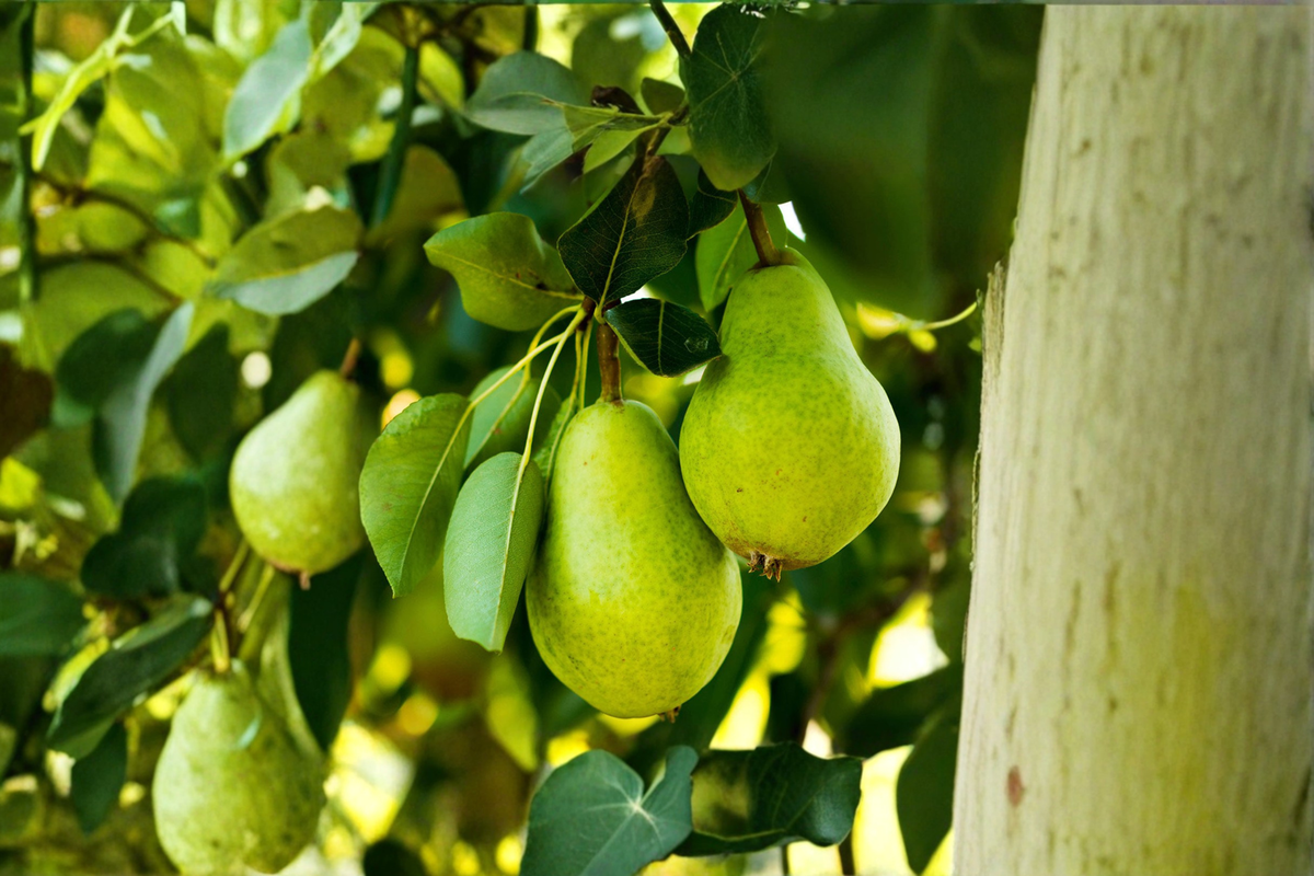 Beurre D'Anjou Pear Tree Live Plant – 4-6 Ft, Green Sweet Fruit, Pyrus communis, Outdoor Garden & Orchard Tree