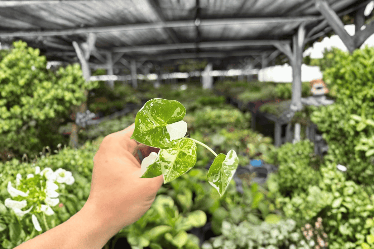 2 Exact Variegated Alocasia Frydek Starter Plants – Alocasia micholitziana 'Frydek Variegata'