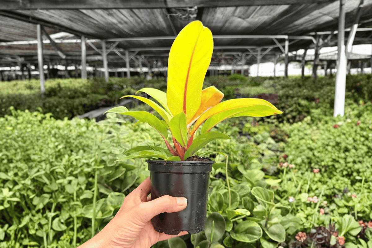 Philodendron Prince of Orange – 2 Exact Live Plants, 4-Inch Size – Philodendron ‘Prince of Orange’