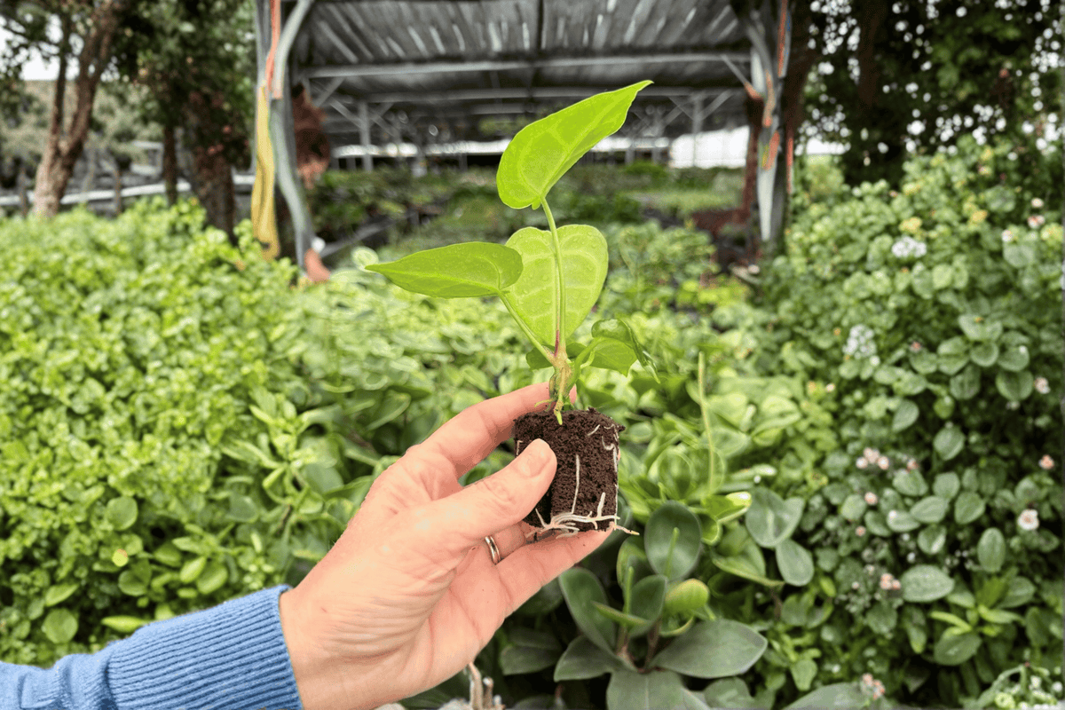 Anthurium Crystal × Magnificum – 2 Exact Live Starter Plants, 2-Inch Size – Anthurium Hybrid
