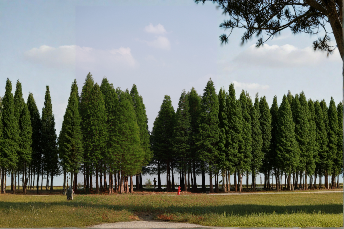 3 Dawn Redwood Live Starter Trees – Metasequoia glyptostroboides Deciduous Conifer Plants