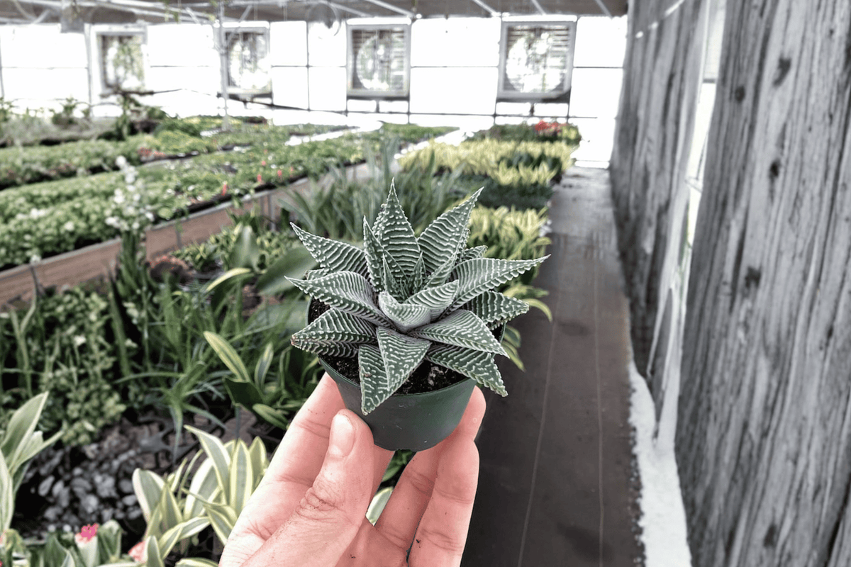 2 Haworthia Miami Starter Plants – Haworthia Succulents