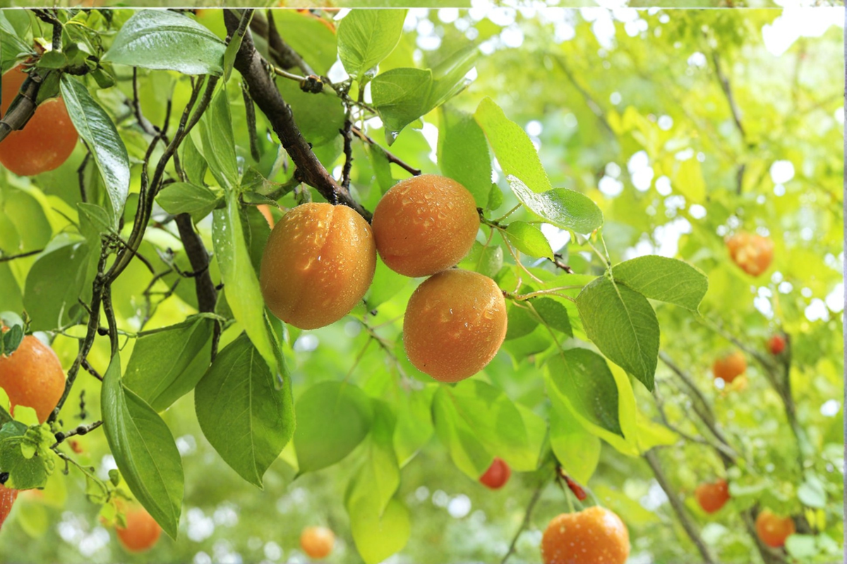 Tilton Apricot Tree 4-6 ft Live Plant – Prunus armeniaca Fruit Tree for Home Orchard Garden Outdoor Planting