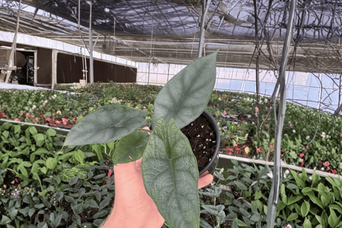 2 Alocasia 'Silver Wings' (Scalprum × Silver Dragon) Live Plants in 4-Inch Pots