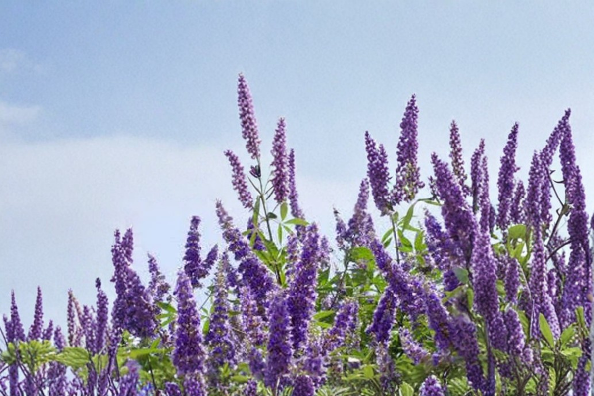Shoal Creek Vitex Tree Live Plant 3 Gallon Flowering Tree, Chaste Tree for Garden Landscape, Deciduous Ornamental Tree