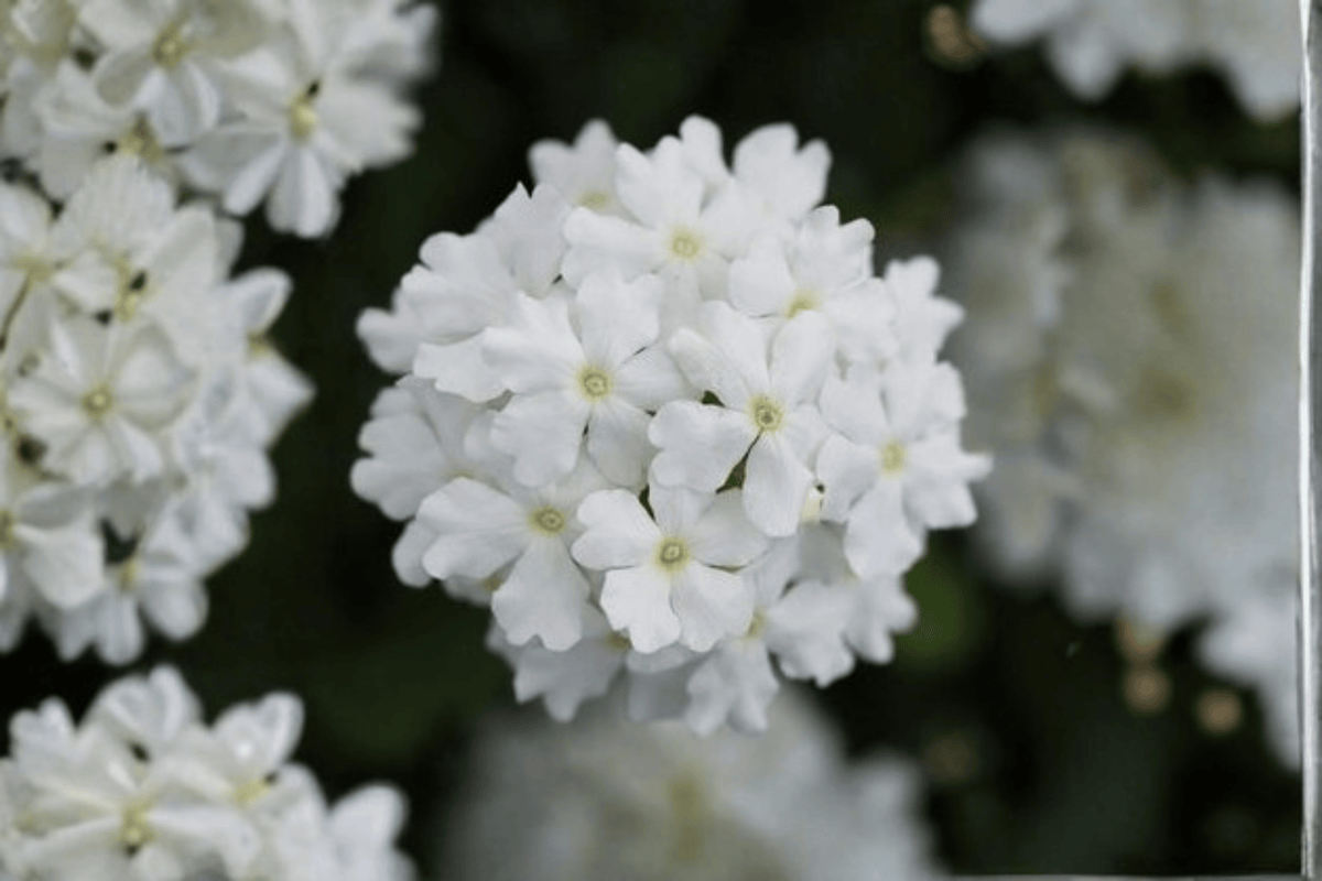 Vanessa White Garden Verbena Live Plant – 4-Inch Pot – Verbena × hortensis 'Vanessa White'