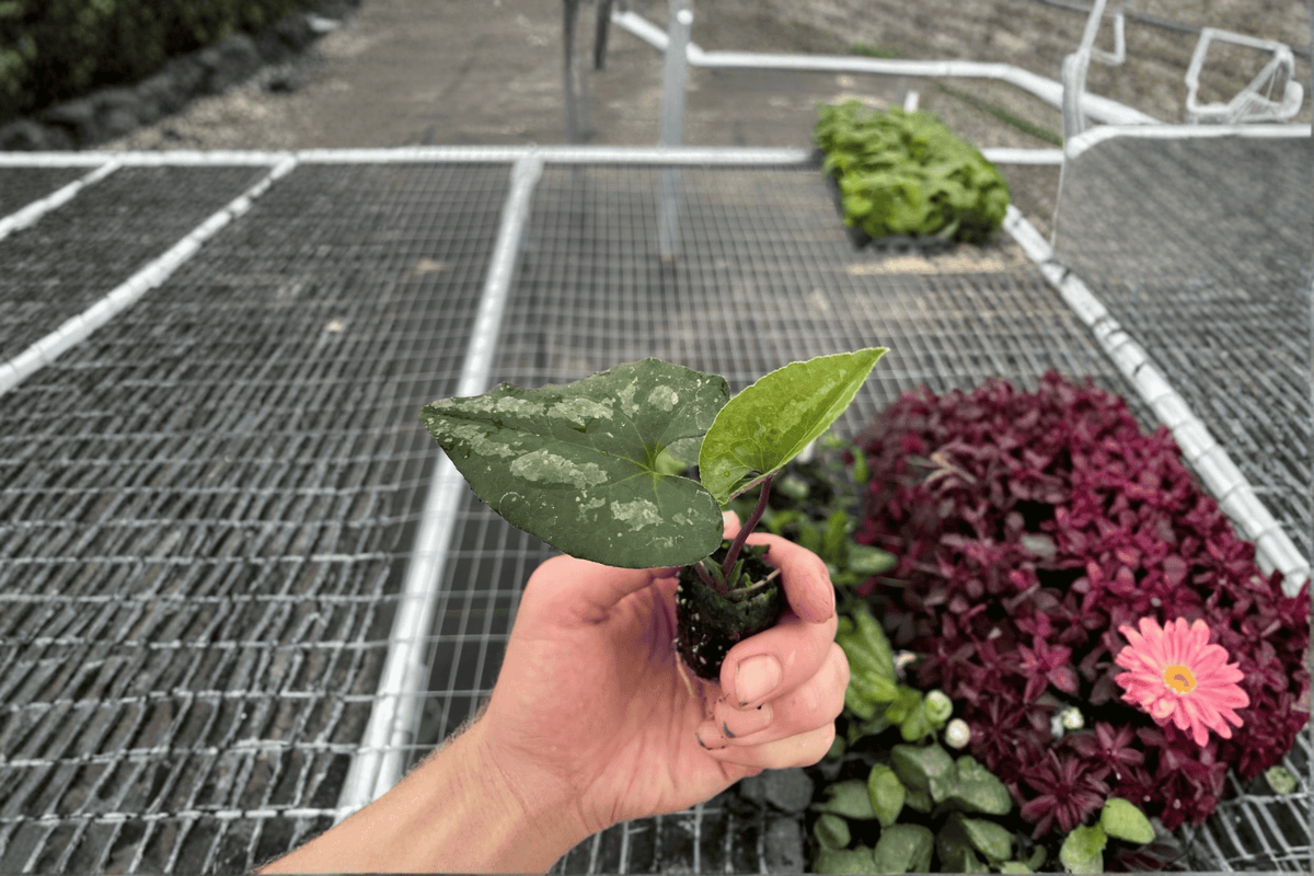 2 Asarum splendens 'Quicksilver' Starter Plants Bare Root – Asarum splendens 'Quicksilver'