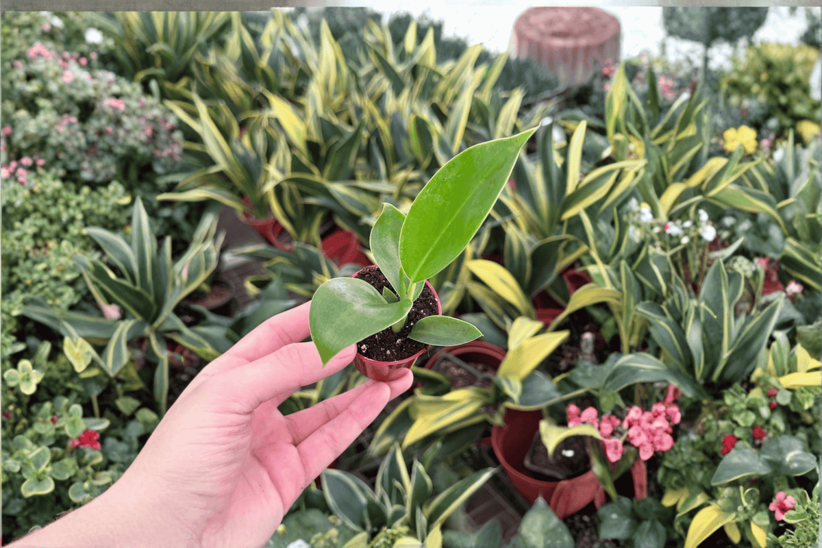 Philodendron Thai Congo 2 Starter Live Plants – 2-Inch Cultivation Size – Philodendron ‘Thai Congo’
