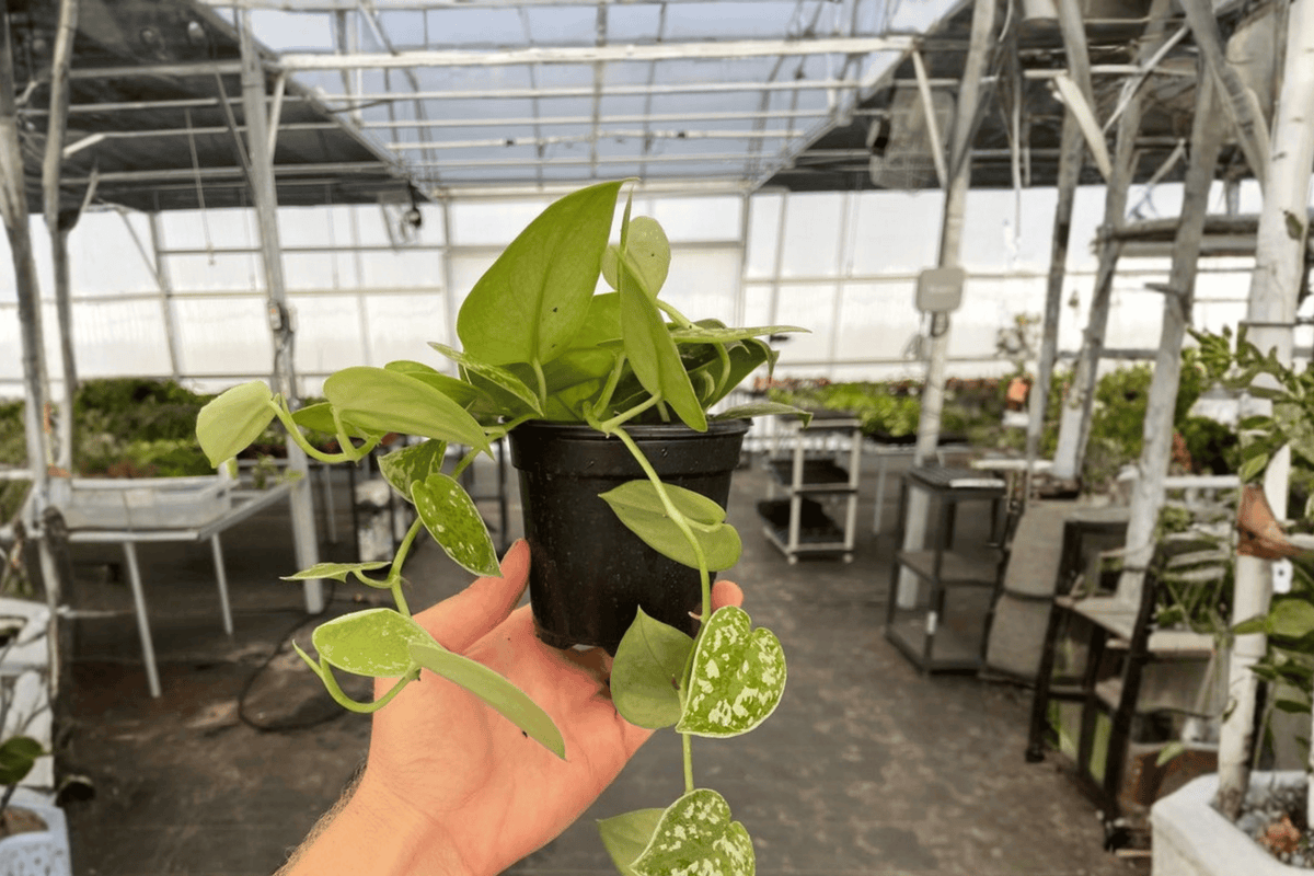 Scindapsus Exotica Live Plant – 4-Inch Pot Size – Scindapsus pictus ‘Exotica’