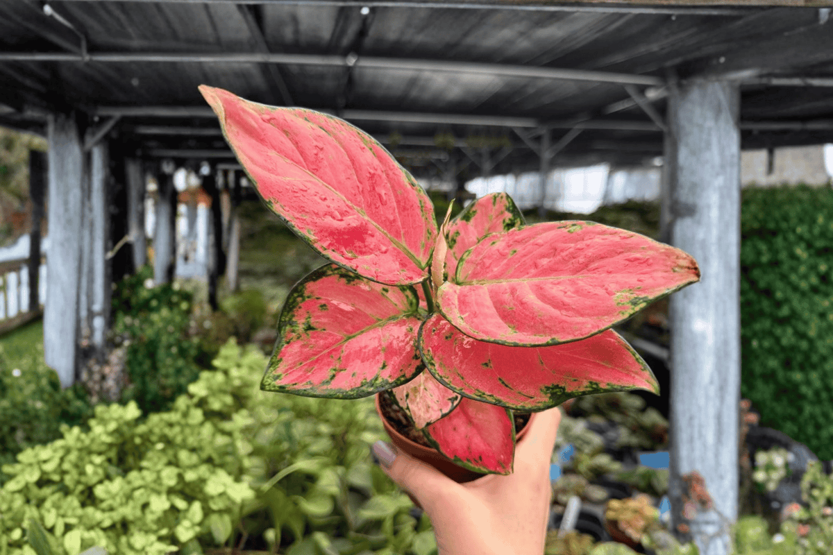 Aglaonema Super Pink 2 Exact Live Plants – 4-Inch Pots – Aglaonema 'Super Pink'