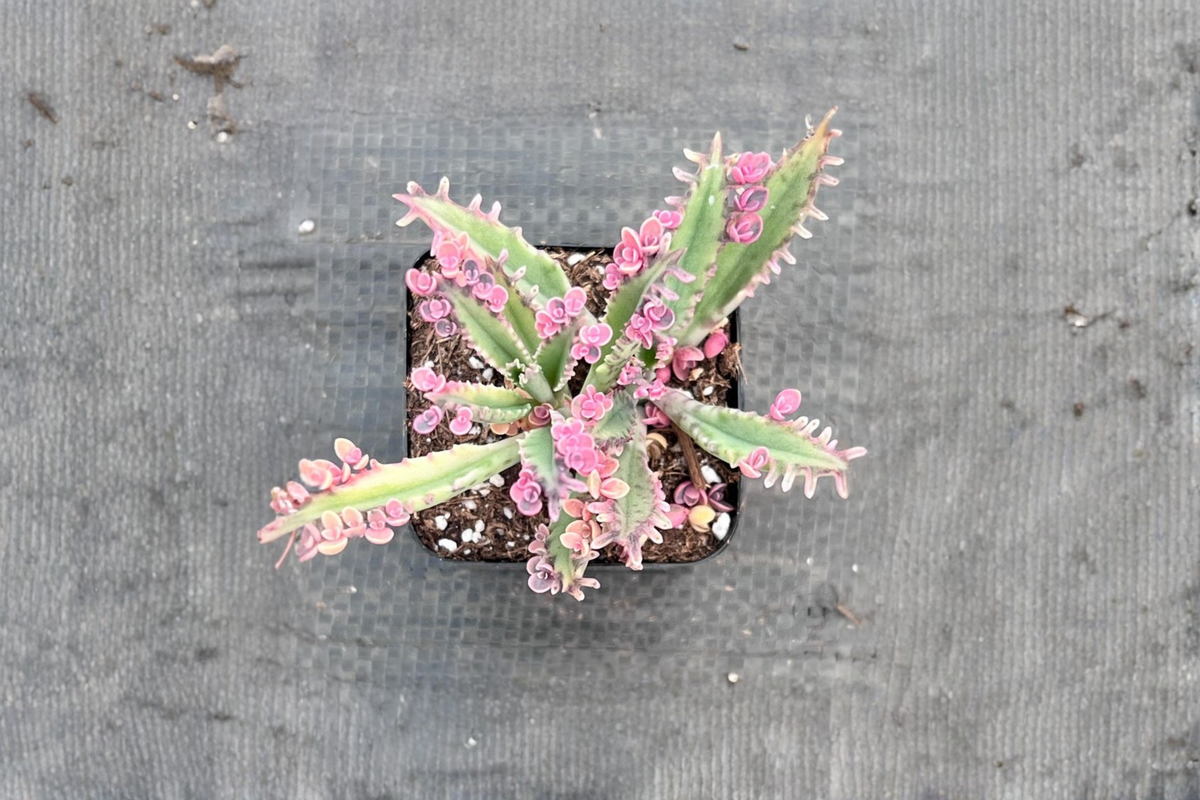 Kalanchoe Pink Butterflies Succulent Plant 2 Inch Pot Indoor Outdoor Houseplant Pink Butterfly Variegated
