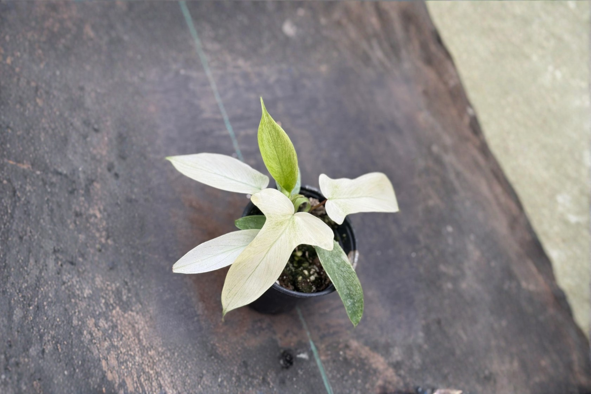 Philodendron Florida Ghost Live Plant Rare Tropical Houseplant in 3 to 4 Inch Pot