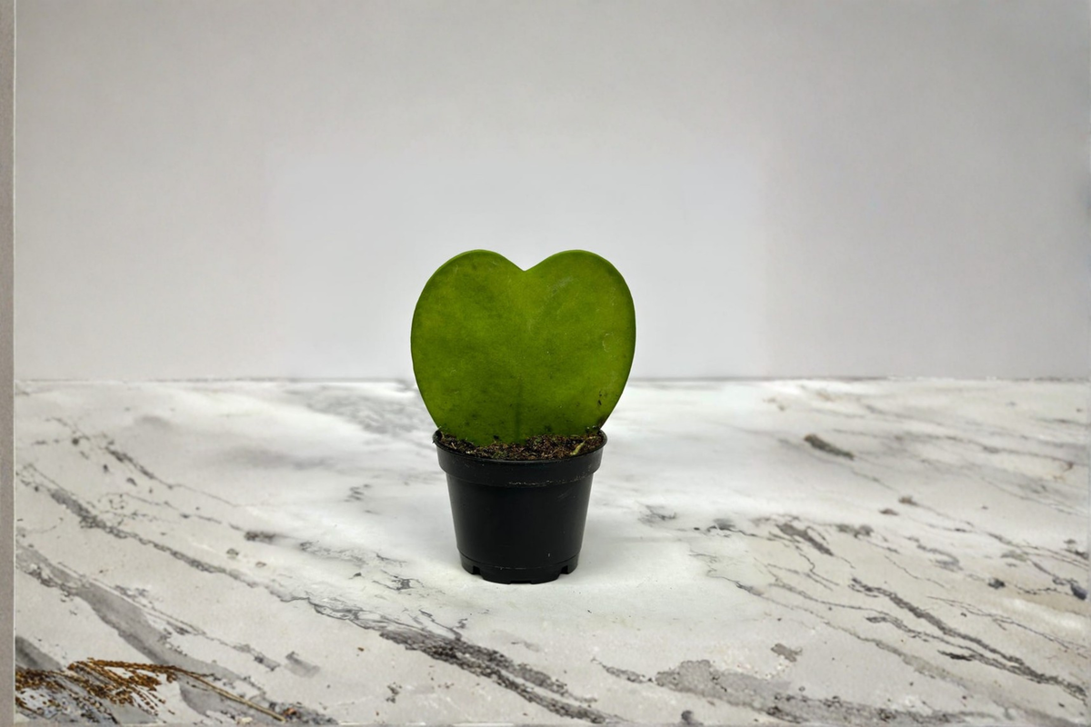 Hoya Kerrii Heart-Shaped Live Plant in 2-Inch Pot, Succulent-Like Foliage, Indoor Houseplant, Trailing Vine, Gift