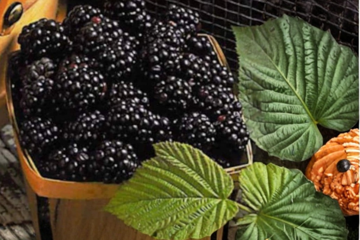 Columbia Thornless Blackberry Seeds - 20 Black Berry Fruit Plant Seeds for Outdoor Garden & Edible Landscape - Rubus spp.