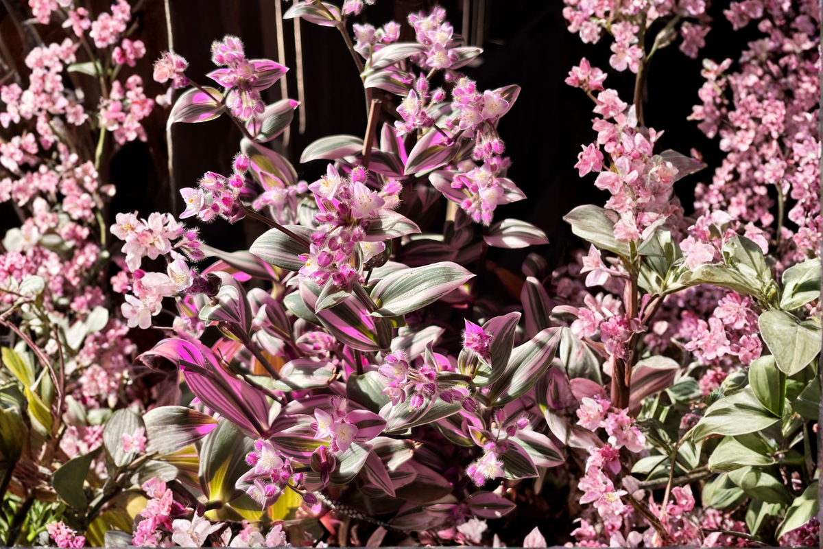 Tradescantia Nanouk 5 Live Cuttings 3-5 Inches Pink Variegated Houseplant