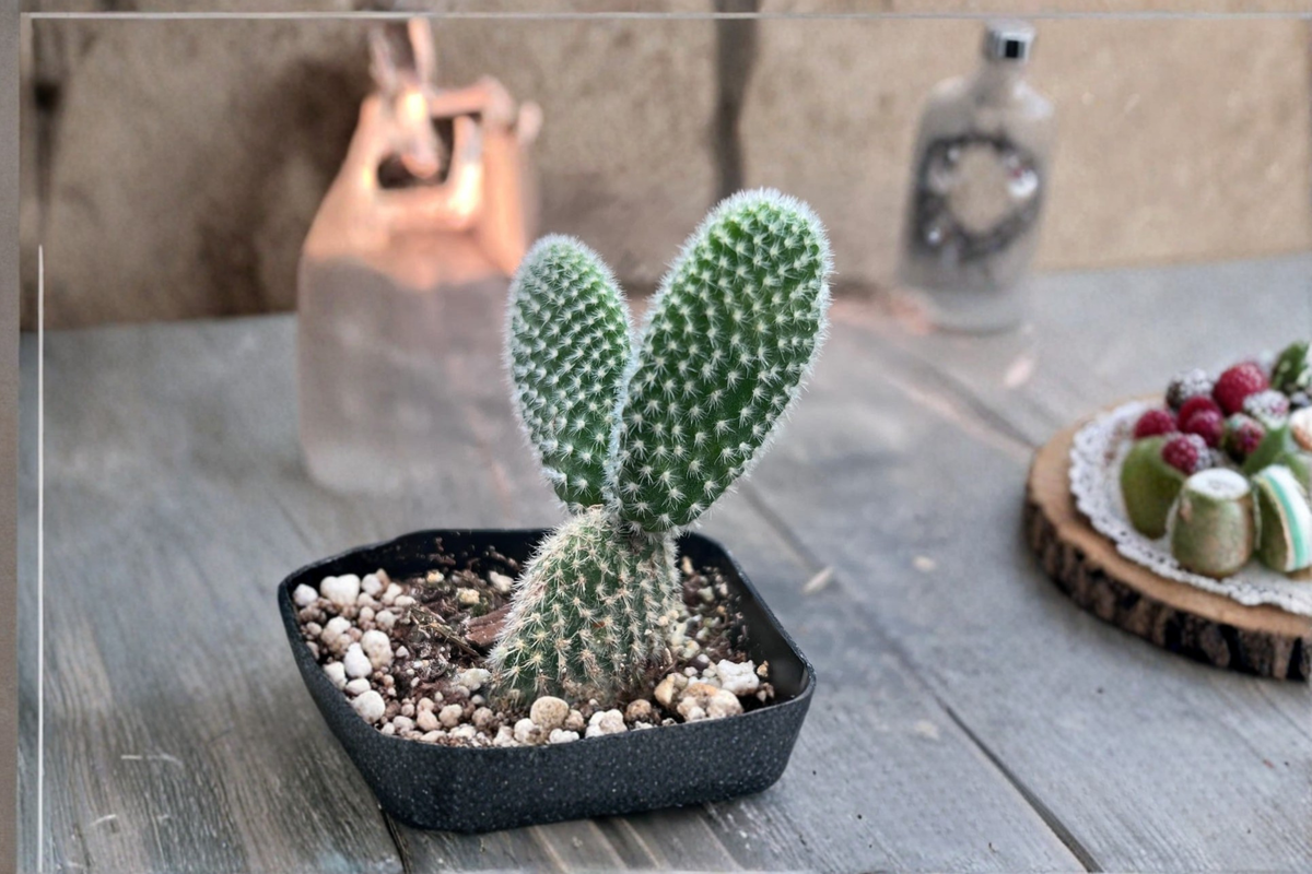 White Bunny Ears Cactus Live Plant in 2-Inch Pot, Opuntia microdasys, Indoor Outdoor Succulent, Decorative Desert Plant