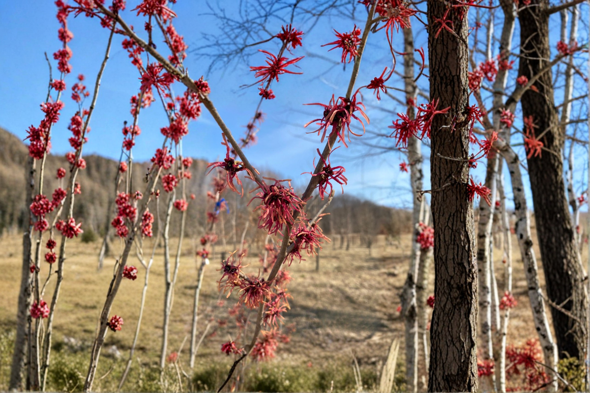 Jean Louis Witch Hazel Bare Root 12 Inch Live Plant – Hamamelis intermedia Yellow Winter Blooming Shrub Garden