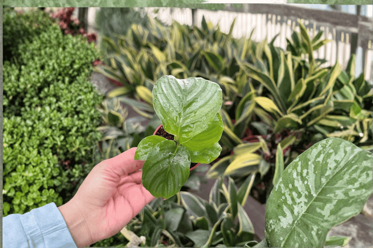 Calathea Orbifolia 2 Live Starter Plants – 2-Inch Pot Format – Goeppertia orbifolia
