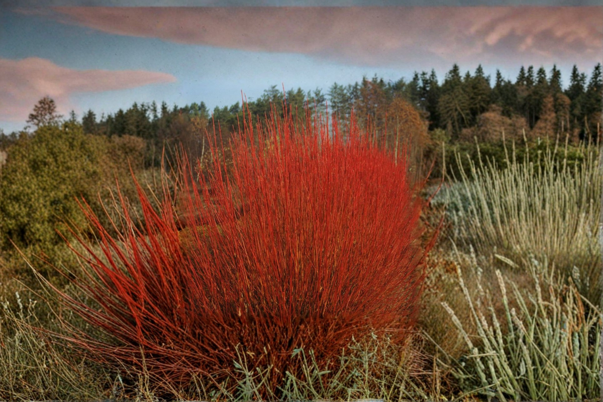 Red Twig Dogwood Cardinal Live Plant 4-Inch Pot, Bright Red Winter Stems, Hardy Shrub, Cornus sericea, Border & Landscape Plant
