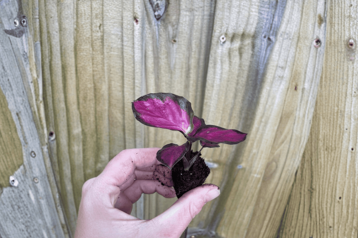 2 Calathea Crimson Starter Plants – Goeppertia picturata ‘Crimson’