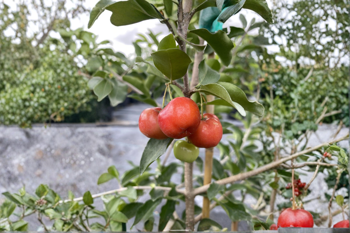 Barbados Cherry Live Plant, 2 Gallon, Florida Sweet Acerola Cherry, Tropical Fruit Tree for Patio, Greenhouse & Container Gardening