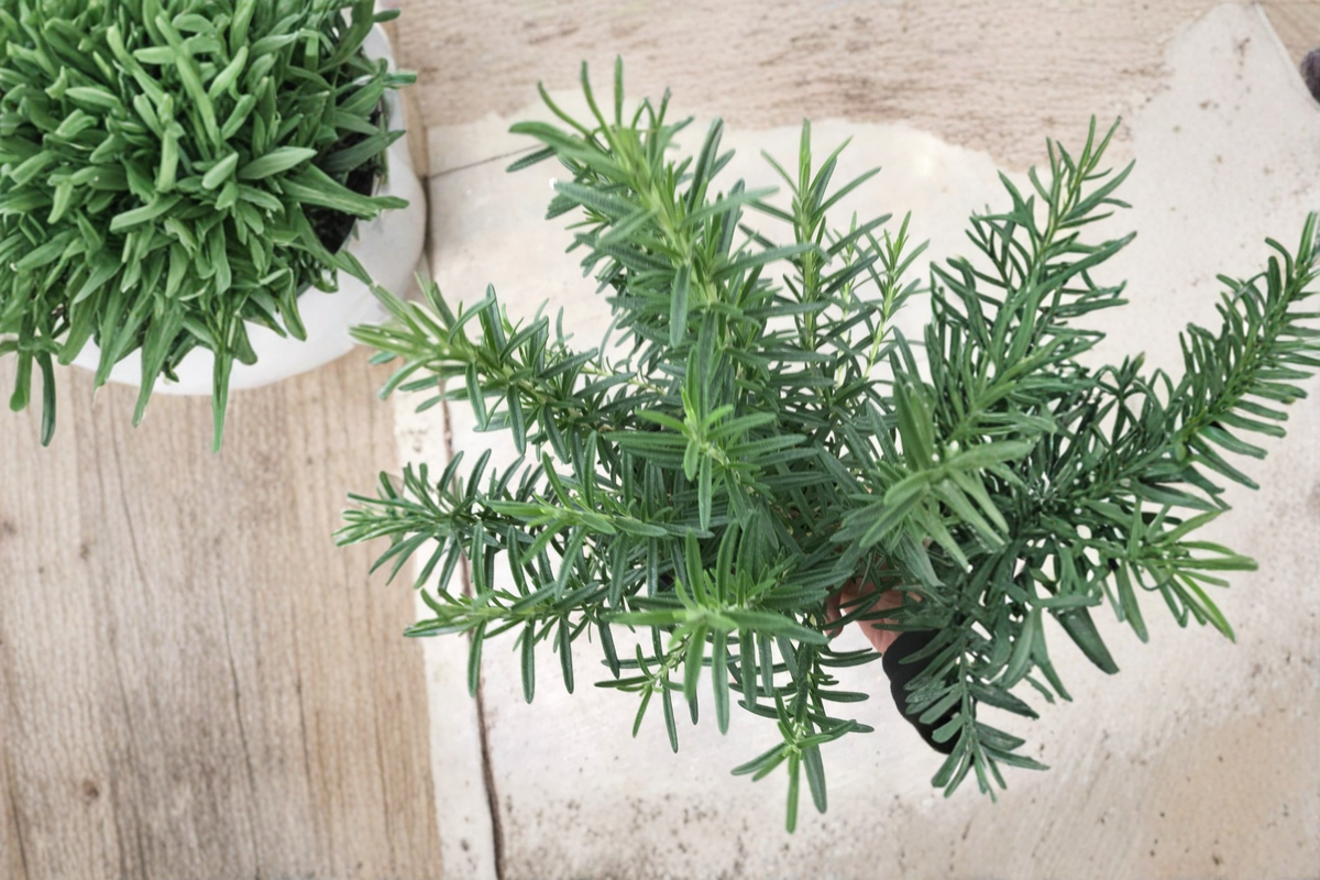 Salem Rosemary Live Plant | Rooted Herb | Evergreen Foliage | Salvia rosmarinus Perennial Herb for Garden & Containers