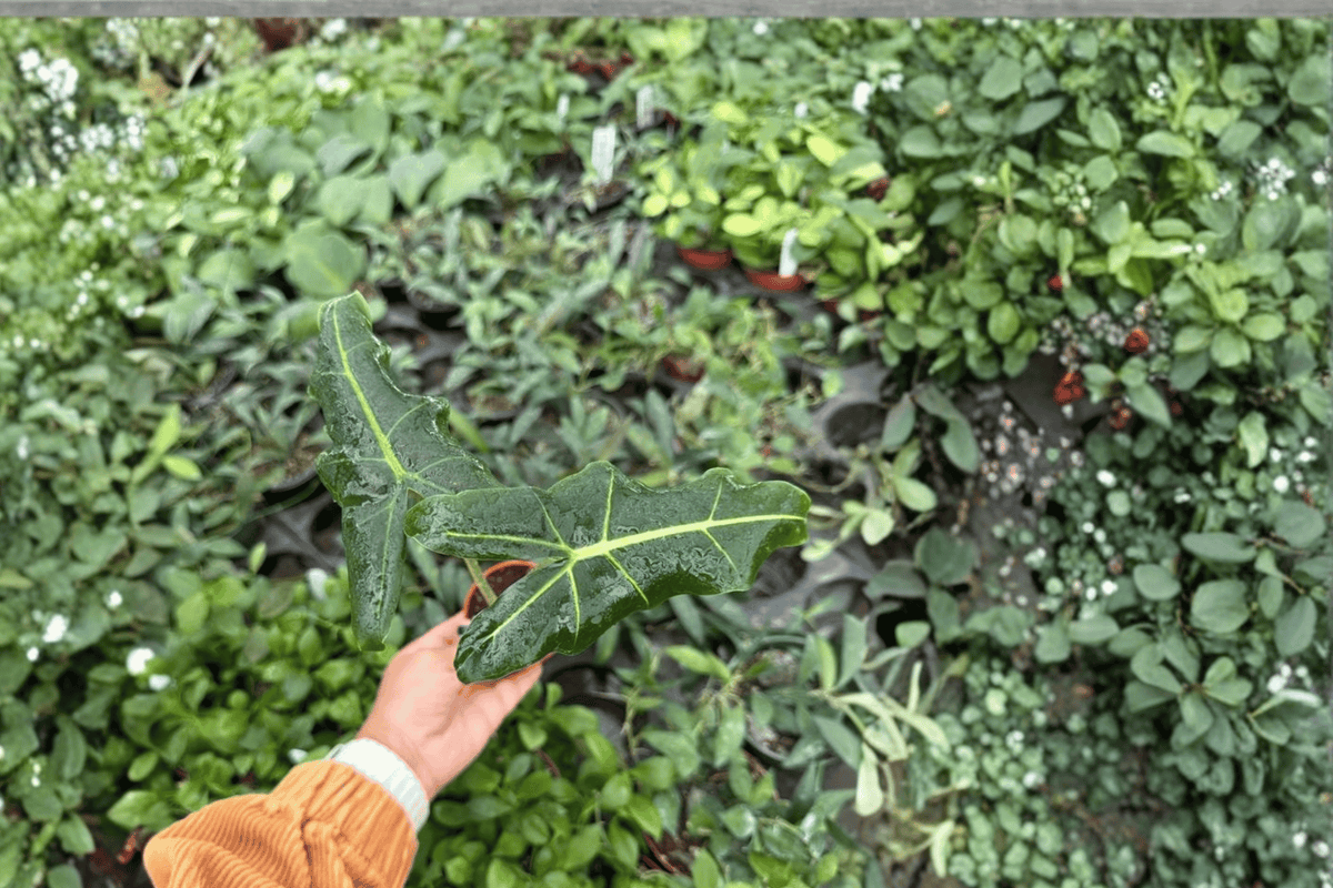 2 Alocasia Sarian Starter Plants – Alocasia ‘Sarian’
