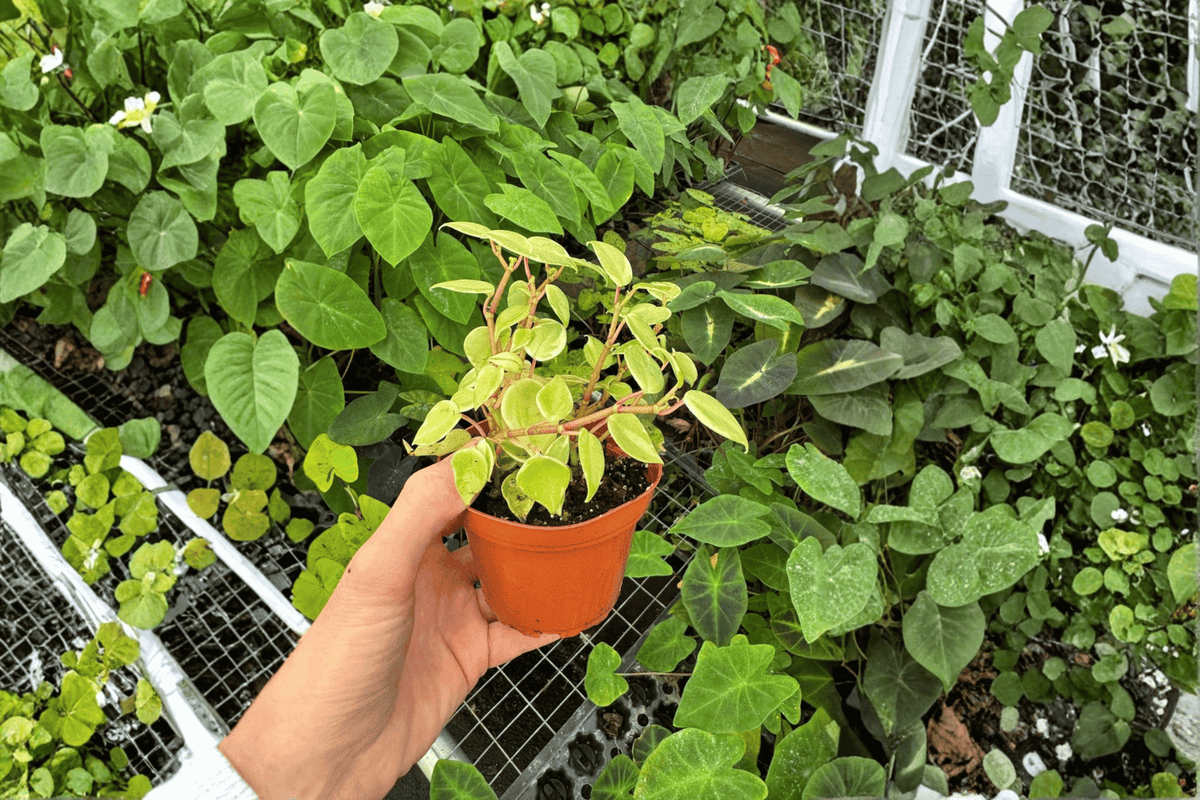 2 Variegated Peperomia 'Cupid' Live Plants – 4-Inch Pots – Peperomia scandens 'Variegata'