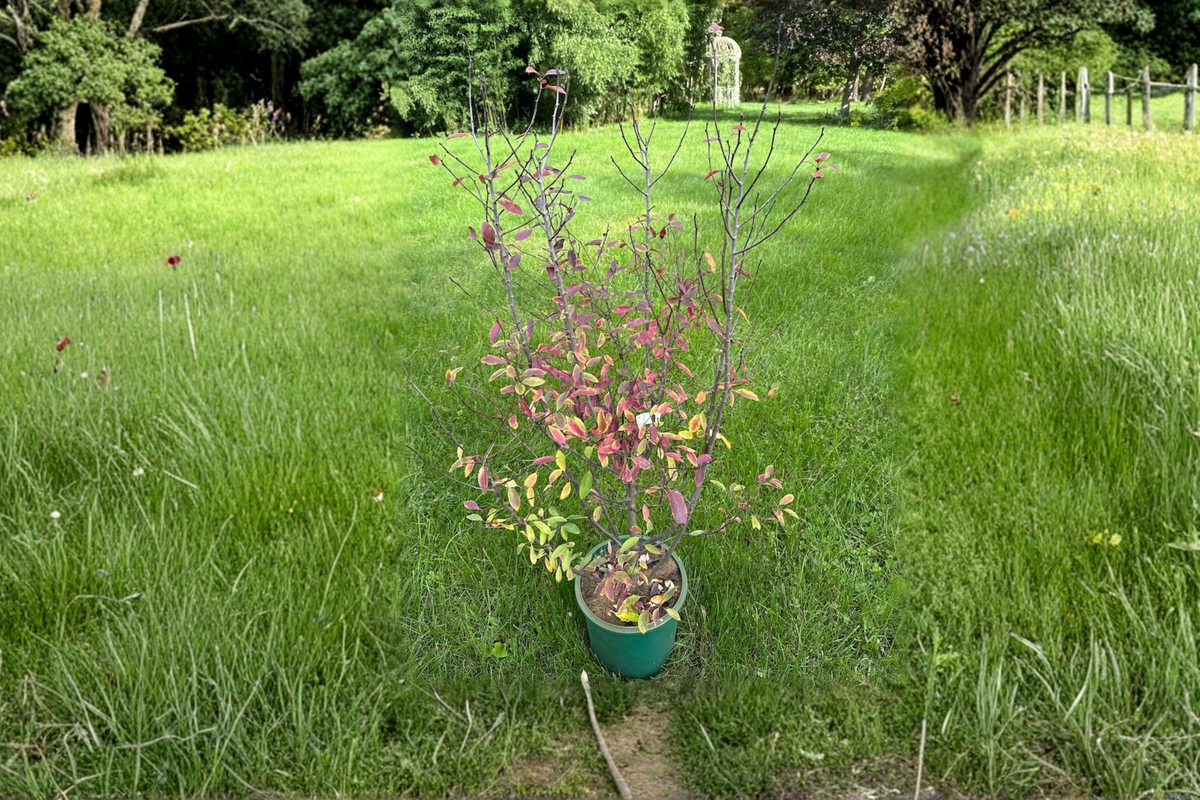 Mountain Holly Female Live Plant – Nemopanthus mucronatus, Berry Shrub, 2 Gallon Pot, Native Deciduous Shrub for Garden Landscape