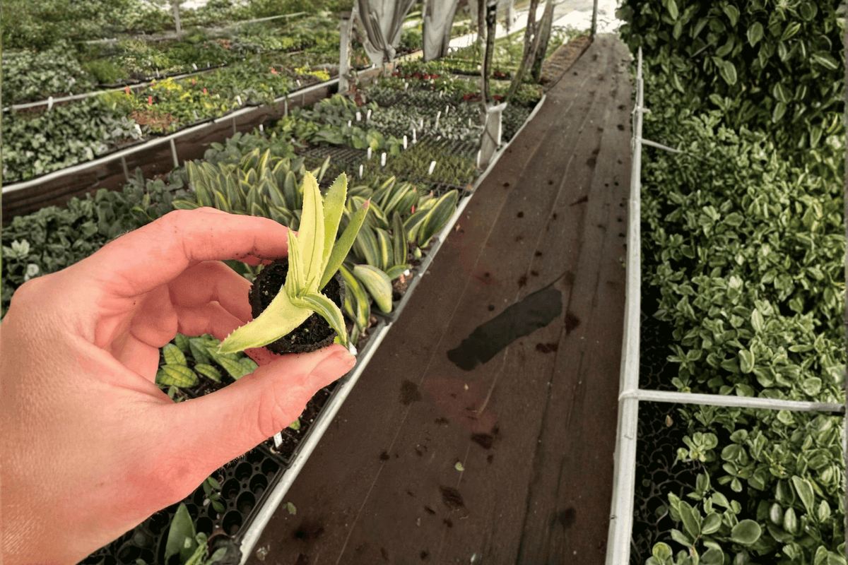 2 Aloe 'Solar Flare' Starter Plants Bare Root – Aloe 'Solar Flare'