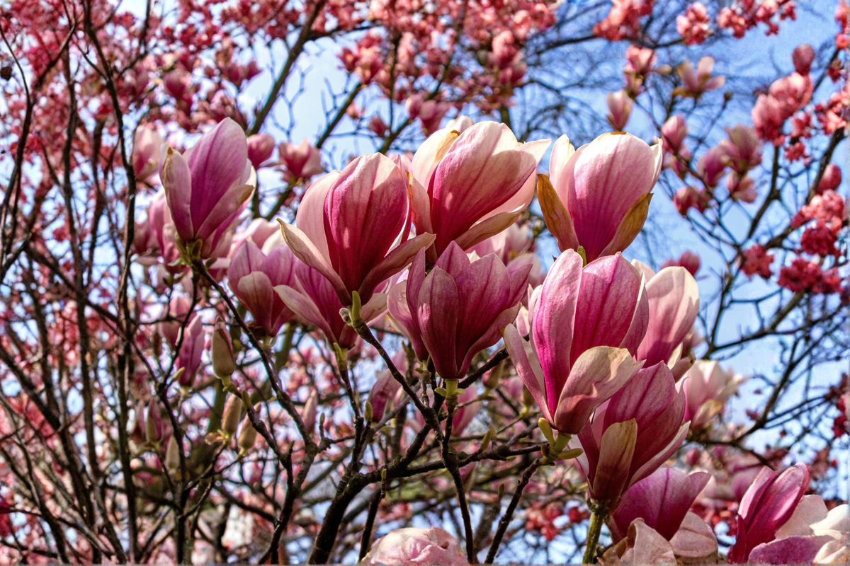 Jane Magnolia Live Plant 1 Gallon Pot Magnolia Jane Pink Purple Flowering Shrub Ornamental Garden Plant