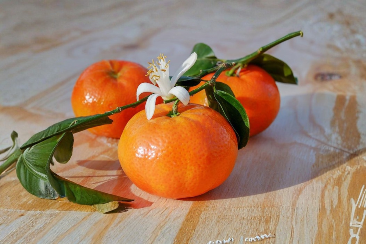 Grafted Owari Satsuma Mandarin Tree - Semi Dwarf Citrus Fruit Tree for Patio, Container, Backyard, Self-Pollinating