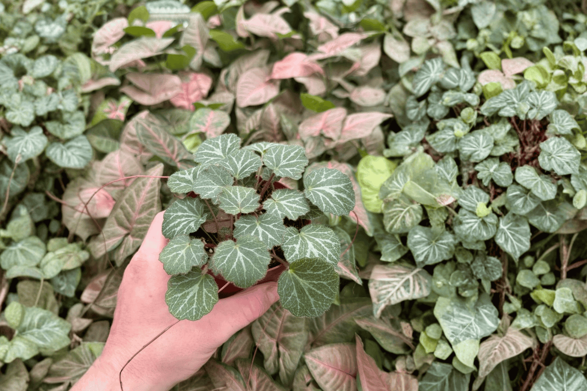 Strawberry Begonia 2 Exact Live Plants – 4-Inch Size – Saxifraga stolonifera