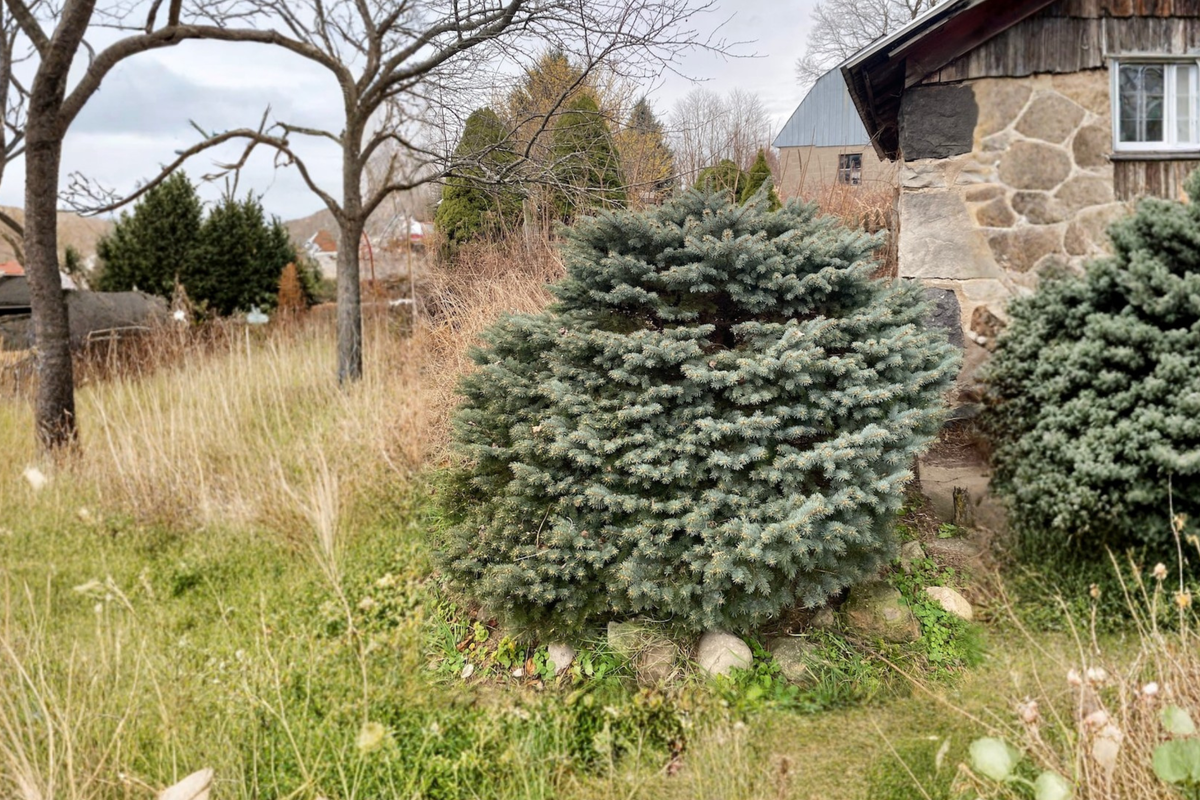 Blue Spruce ‘Thuem’ Live Plant 2 Gallon – Picea pungens Evergreen Conifer Tree for Garden Landscape