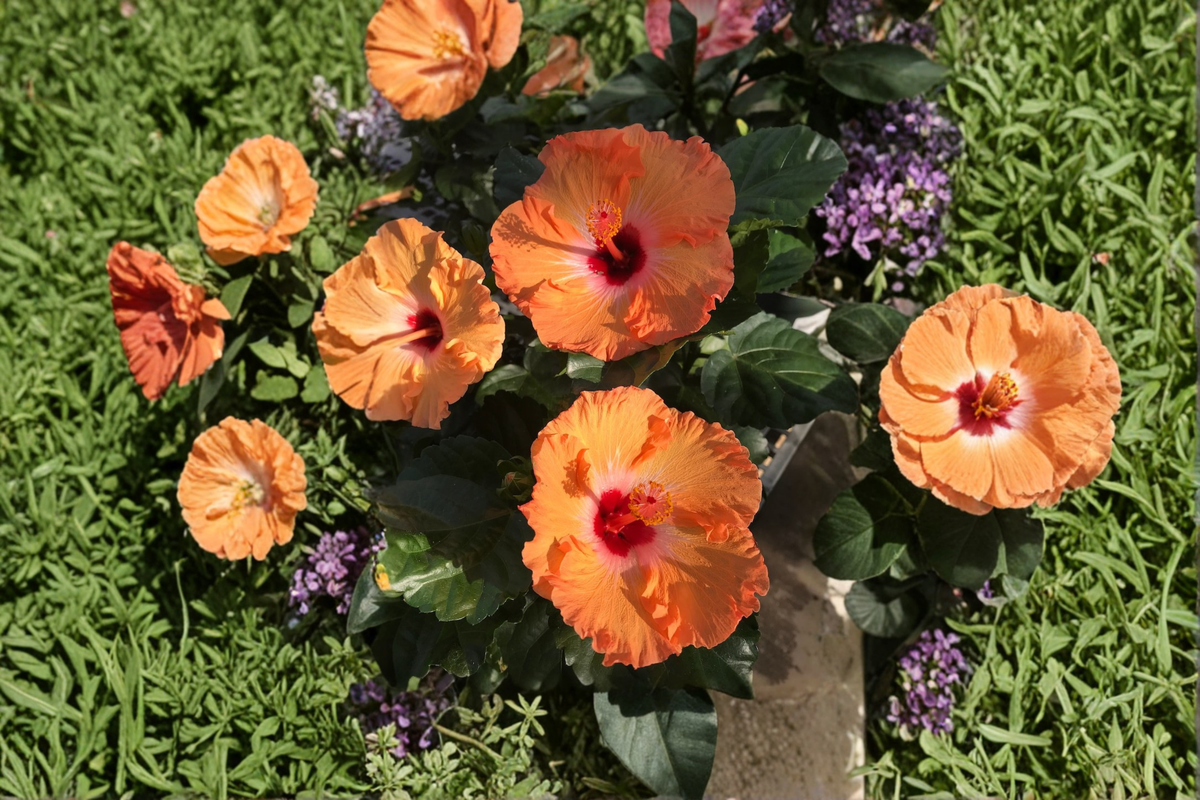 Orange Hibiscus Live Plant – 1.5 Ft Tall, Flowering Shrub with Buds, Tropical Garden, Patio, Container, Hibiscus spp.