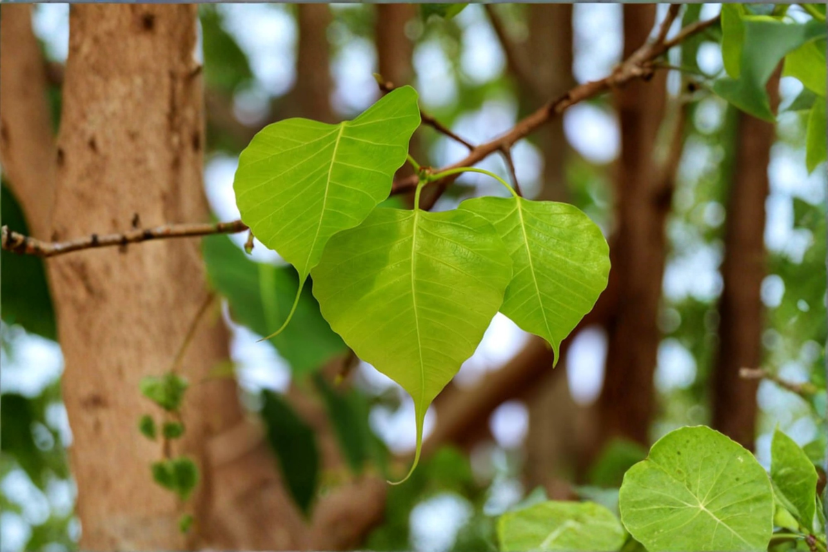 Fresh Sacred Fig Leaves, Ficus religiosa, Botanical Decor, Craft Supplies, Peepal, Bodhi, Ashwattha, Pippala
