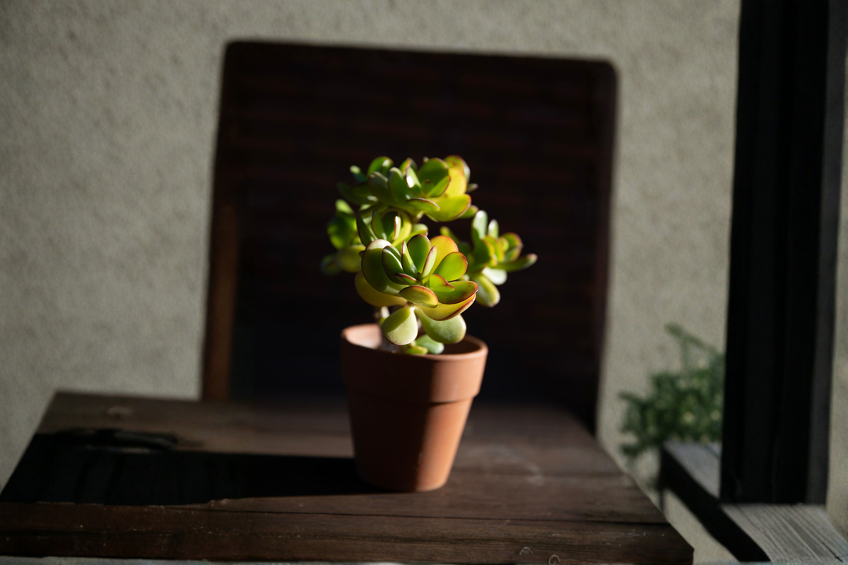 Large Rooted Jade Plant Live Bonsai Starter 12+ Inches Tall – Crassula ovata