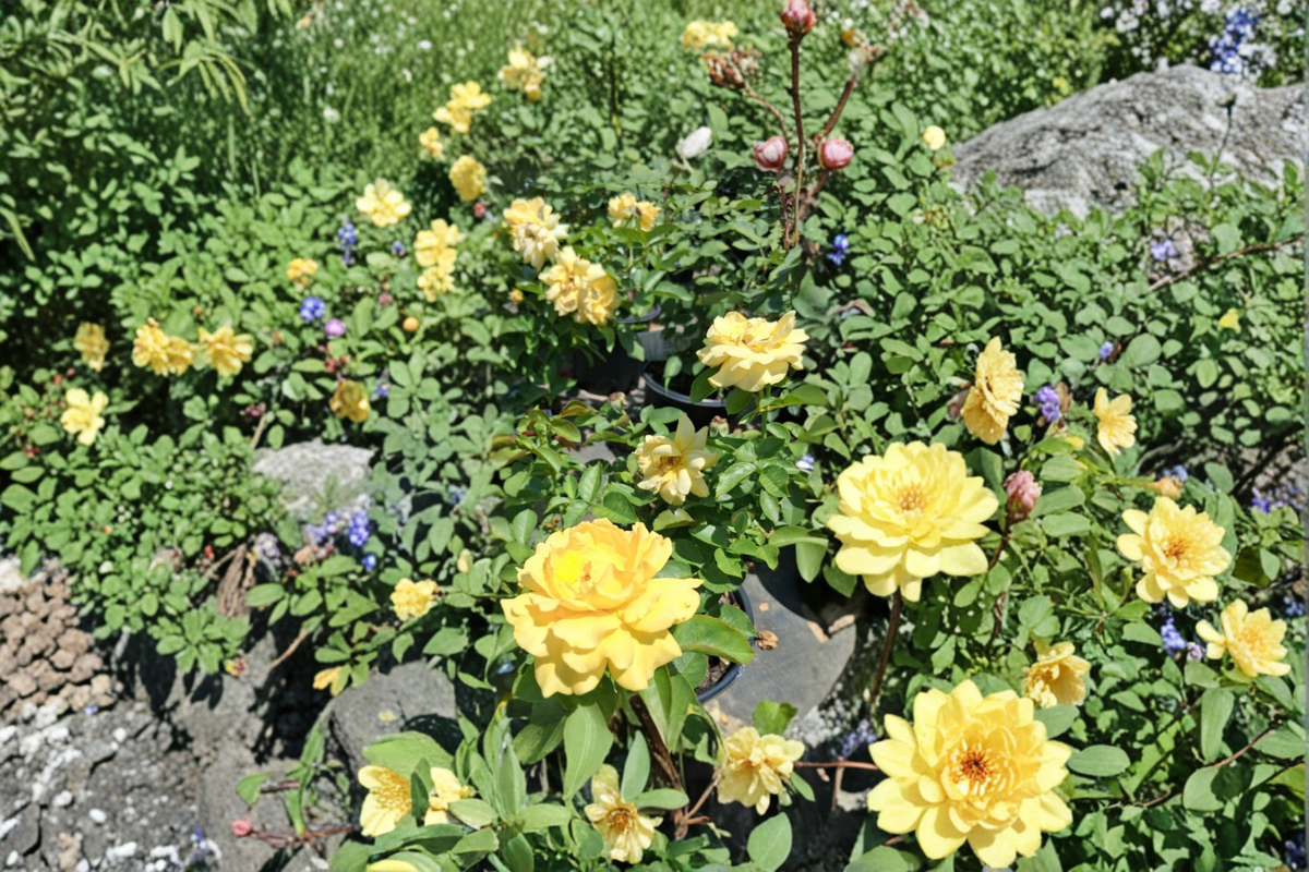 Julia Child Floribunda Rose Plant 1 Gal Butter Yellow Rose Bush Live Outdoor Garden Flowering Shrub