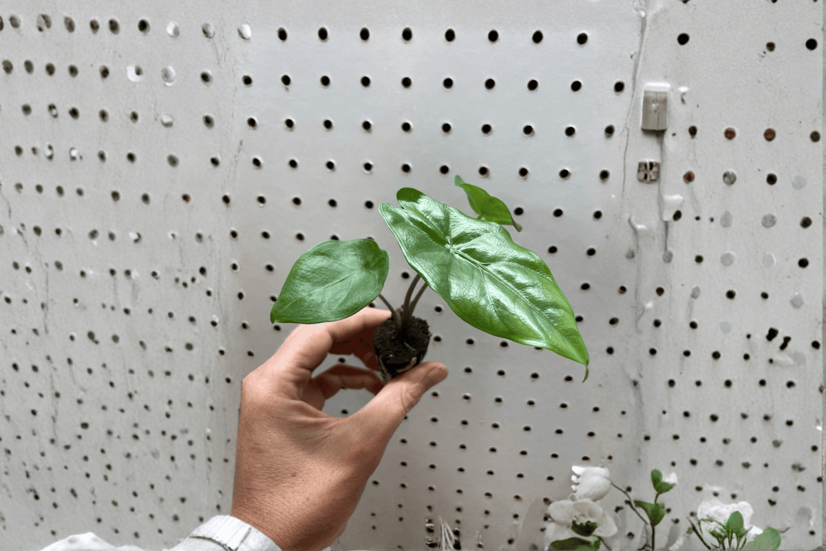 2 Alocasia 'Corazon' Starter Plants – Bare Root – Alocasia 'Corazon'