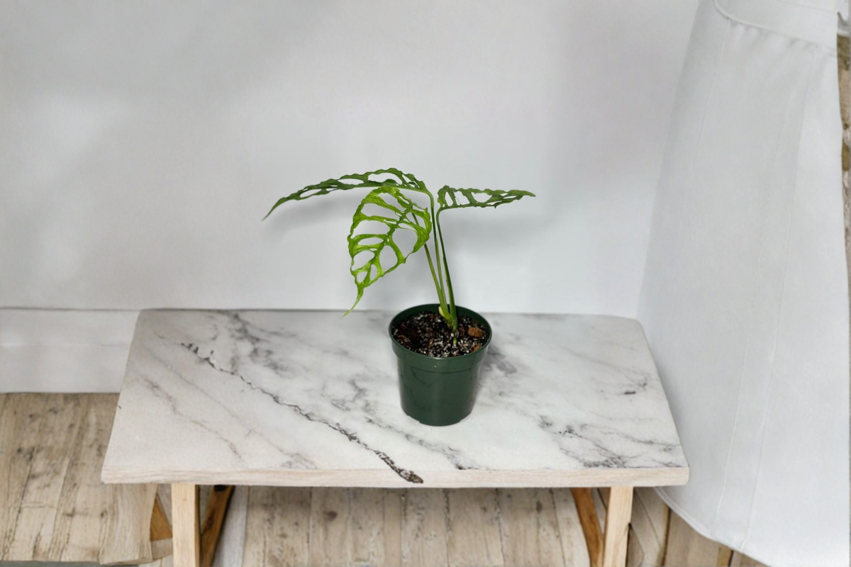 Rare Monstera Obliqua Peru Live Plant | Starter Cutting | Tropical Climbing Houseplant | Fenestrated Foliage