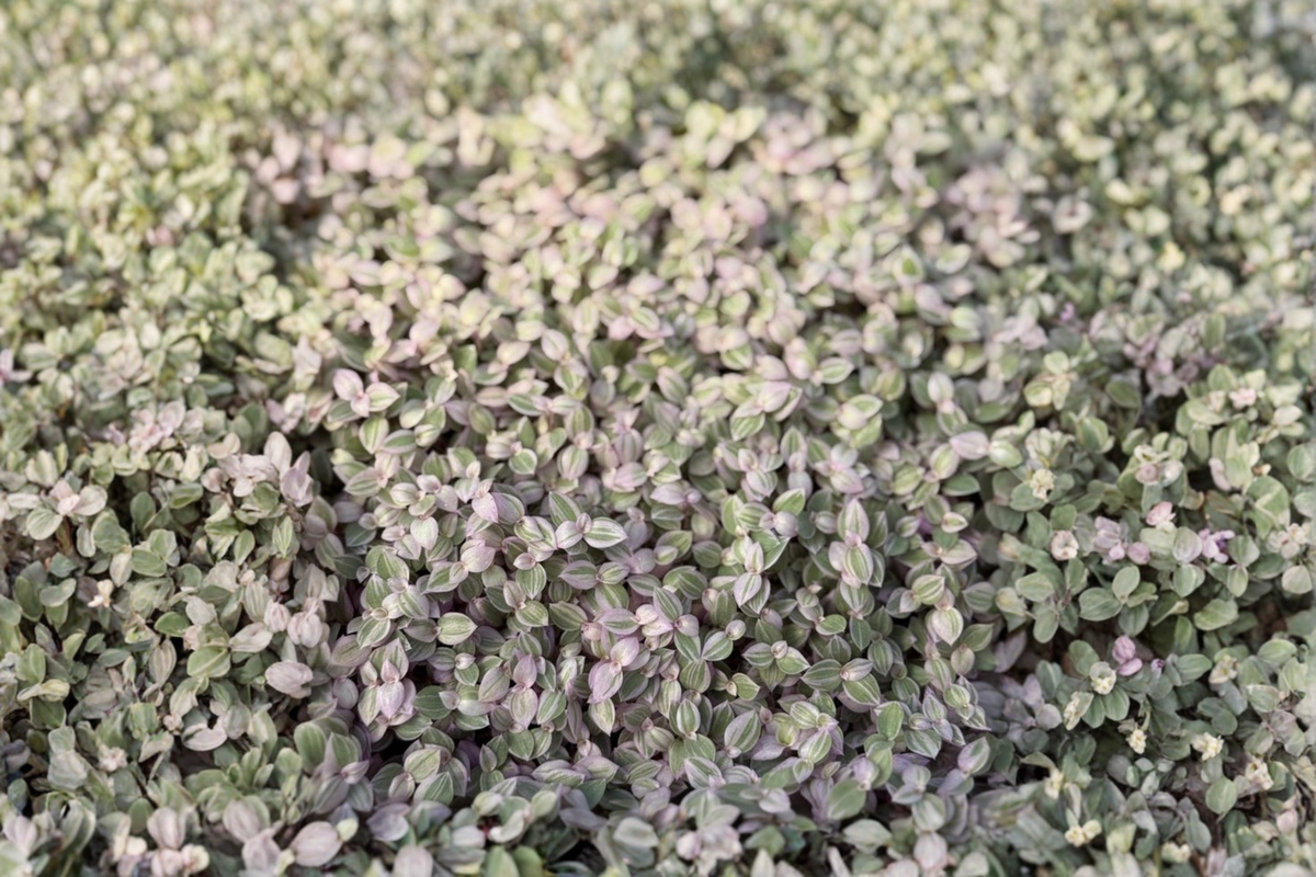 Callisia Repens Pink Lady Live Plant, Tropical Trailing Houseplant in 2-Inch Pot, Pink and Green Foliage, Indoor & Outdoor