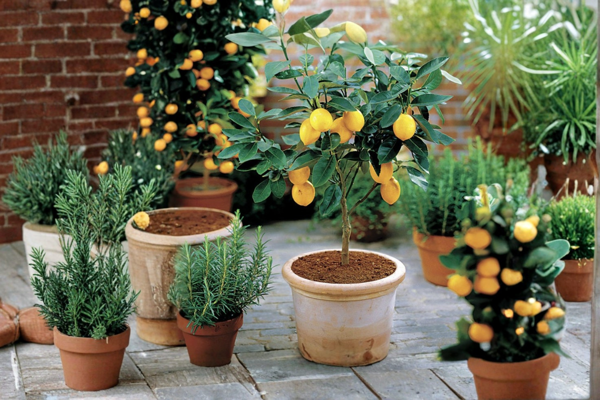 Improved Meyer Lemon Tree Grafted Live Plant – Self-Pollinating Citrus for Patio, Container, Garden – Citrus × meyeri
