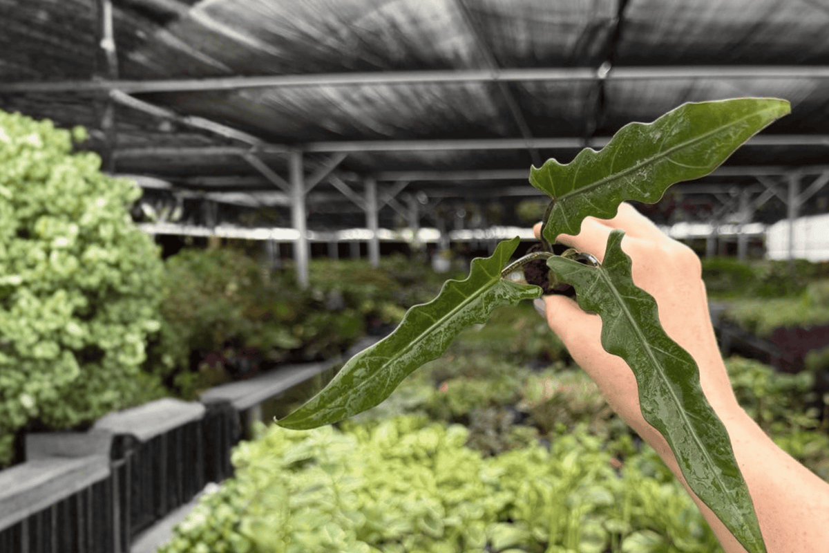 Alocasia Lauterbachiana 2 Exact Starter Live Plants – Plug – Alocasia lauterbachiana