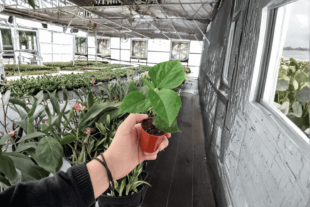Handsome Ty Hibiscus Live Starter Plant – 2 Plants Bare Root – Hibiscus rosa-sinensis – Originally Grown in 2" Pot