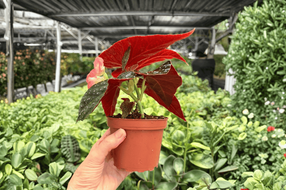 Begonia Harmony’s Keeper 2 Exact Live Plants – 4-Inch Size Bare Root