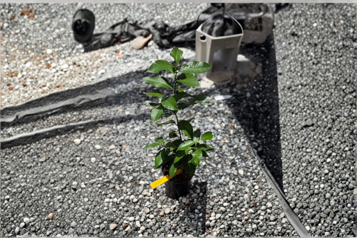 Eureka Lemon Tree Grafted Live Citrus Plant Yellow Lemon Tree Container Patio Garden Citrus Limon