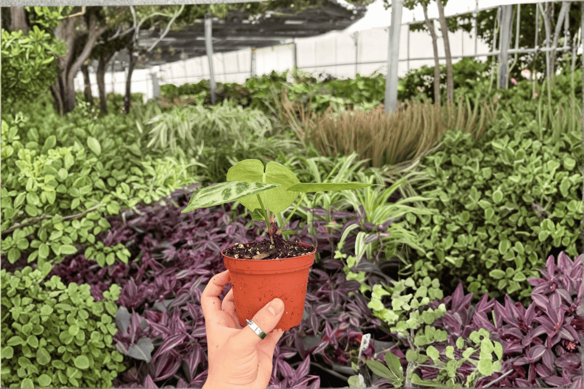 Anthurium Silver x Ferrari 2 Exact Live Plants – 4-Inch Pots
