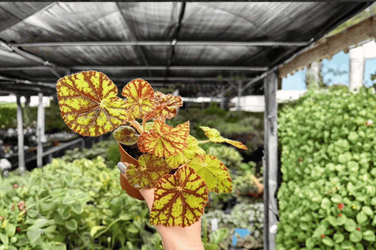 Begonia ‘Cowardly Lion’ 2 Exact Live Plants – 4-Inch Pots