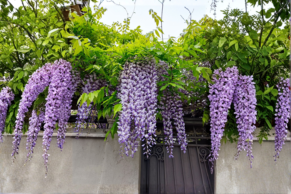 Purple Wisteria Live Plant in Pot – Wisteria sinensis Flowering Vine